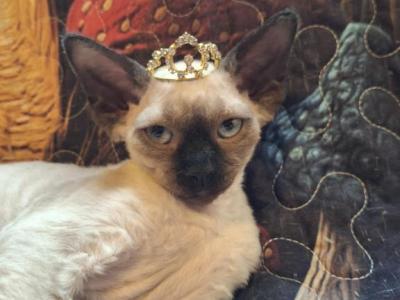 Sabrina - Devon Rex - Gallery Photo #1