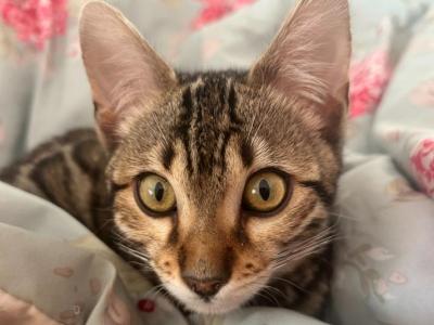 Rosa - Bengal - Gallery Photo #1