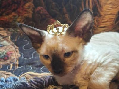Davina - Devon Rex - Gallery Photo #1