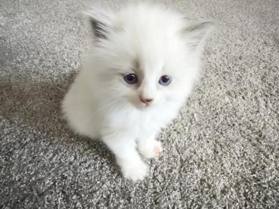 Delilah - Ragdoll - Gallery Photo #1