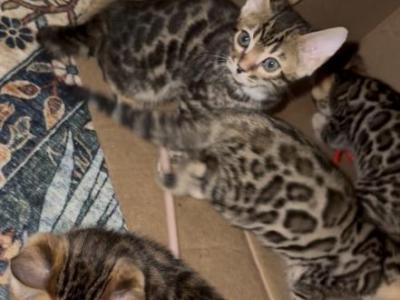 Gorgeous Bengal Kittens - Bengal - Gallery Photo #1