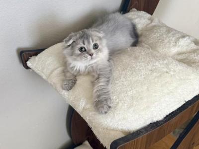 A S H - Scottish Fold - Gallery Photo #1