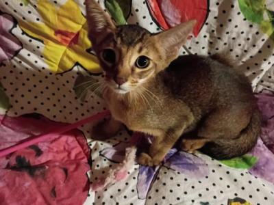 Ruddy Dancing Junebug - Abyssinian - Gallery Photo #1