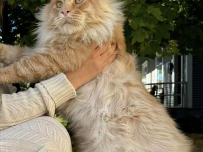 Figaro Barrett UA - Maine Coon - Gallery Photo #1