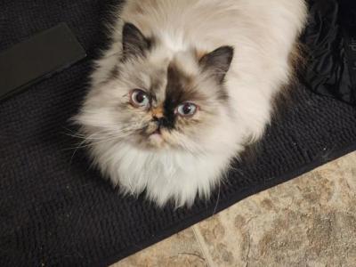 Misaki - Persian - Gallery Photo #1