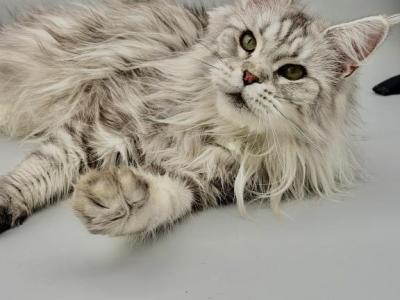 Barbie - Maine Coon - Gallery Photo #1