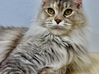Barbariska - Maine Coon - Gallery Photo #1