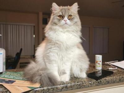 Totoro - Persian - Gallery Photo #1