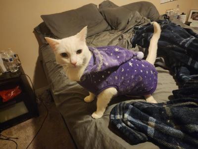 Shiro - Domestic - Gallery Photo #1