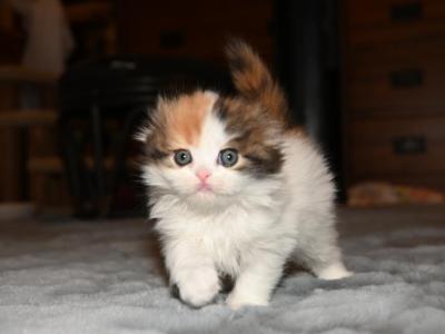 New Litter LA - Scottish Fold - Gallery Photo #1