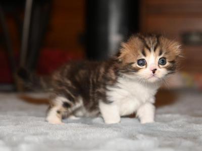 LB - Scottish Fold - Gallery Photo #1