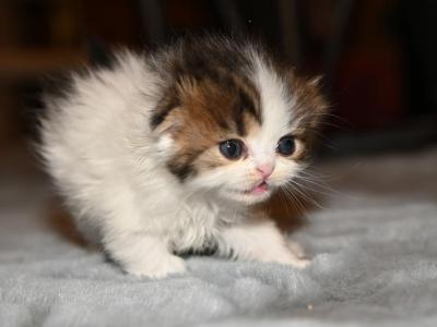 LD - Scottish Fold - Gallery Photo #1