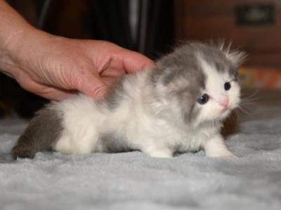 LE - Scottish Fold - Gallery Photo #1
