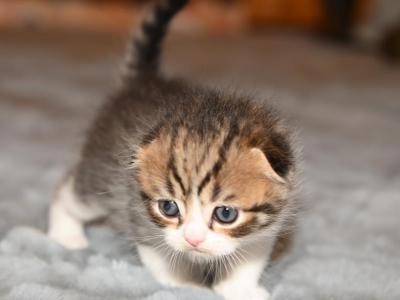 LF - Scottish Fold - Gallery Photo #1