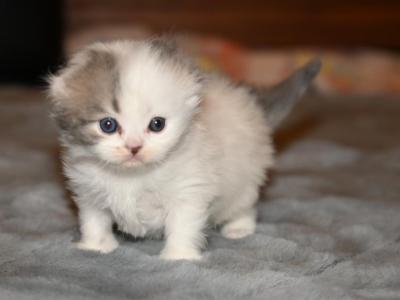 LG - Scottish Fold - Gallery Photo #1