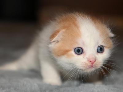 LH - Scottish Fold - Gallery Photo #1