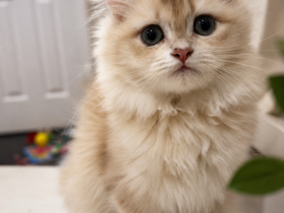 Raspberry Longhair - British Shorthair - Gallery Photo #1