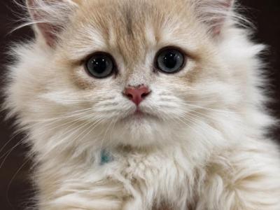 Yellowberry Longhair - British Shorthair - Gallery Photo #1