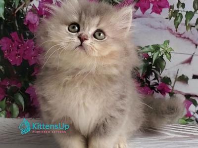 Cassie - British Shorthair - Gallery Photo #1