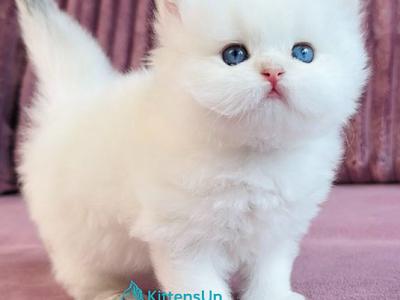 Imperial Leo - British Shorthair - Gallery Photo #1