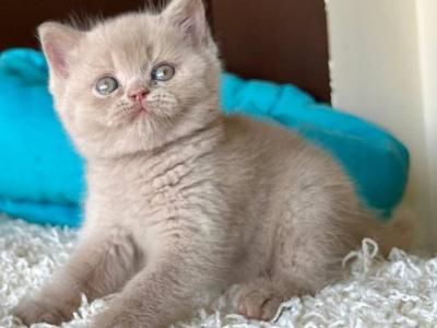 Pamela - British Shorthair - Gallery Photo #1