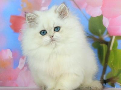 Sherry - British Shorthair - Gallery Photo #1