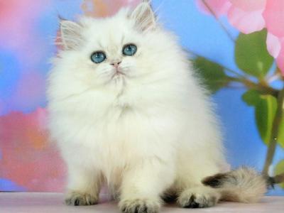 Sherry - Munchkin - Gallery Photo #1