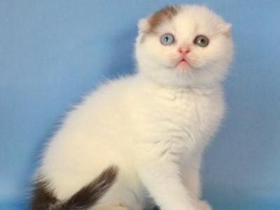 Ronny - Scottish Fold - Gallery Photo #1