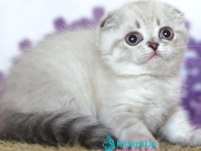 Uty Puty - Scottish Fold - Gallery Photo #1