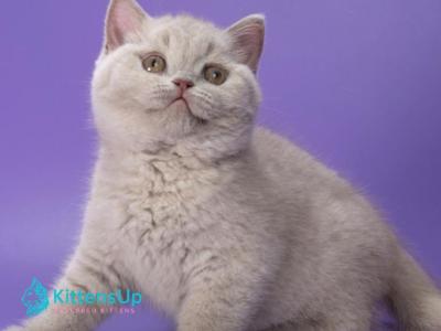 Nimbus - British Shorthair - Gallery Photo #1