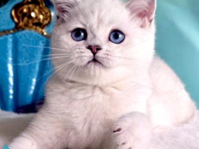 Gerda - British Shorthair - Gallery Photo #1