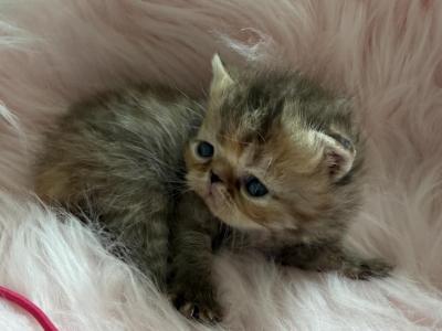 Chocolate Tabby Female - Exotic - Gallery Photo #1