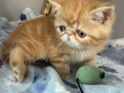 Exotic Red Classic Tabby - Exotic - Gallery Photo #1