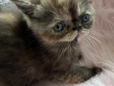 Exotic Tortie Female - Exotic - Gallery Photo #1