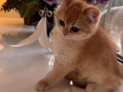 Patricia Kaas - British Shorthair - Gallery Photo #1