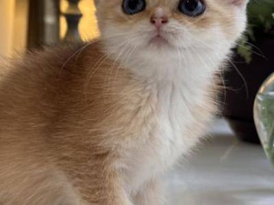 Stella Artois - British Shorthair - Gallery Photo #1