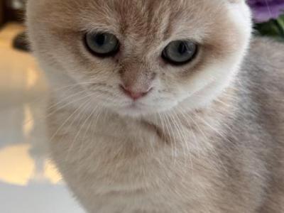 Nuvelo Cream - British Shorthair - Gallery Photo #1