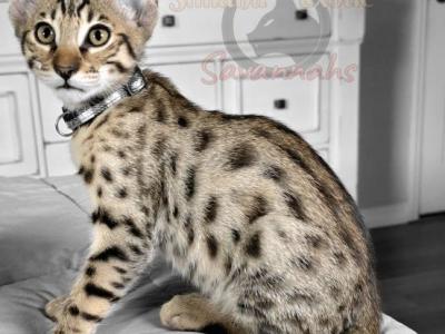 SBT Savannah Mr White - Savannah - Gallery Photo #1