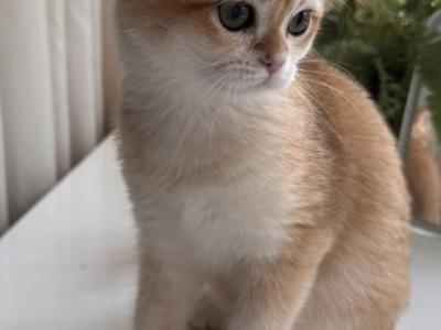 Neroli Rose - British Shorthair - Gallery Photo #1