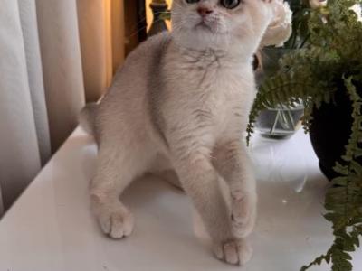 Nivea Pearl - British Shorthair - Gallery Photo #1