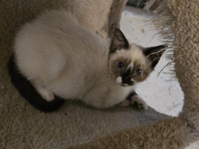 Snowshoe Siamese Male - Snowshoe - Gallery Photo #1