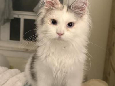 Freya - Maine Coon - Gallery Photo #1