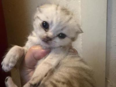 Freddy - Scottish Fold - Gallery Photo #1