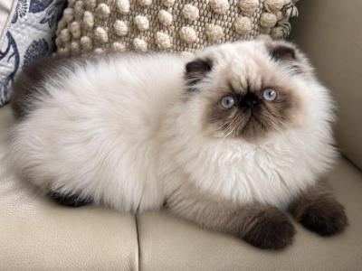 Himalayan Boy - Persian - Gallery Photo #1