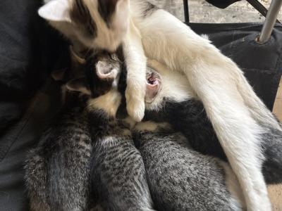 Kittens - Domestic - Gallery Photo #1
