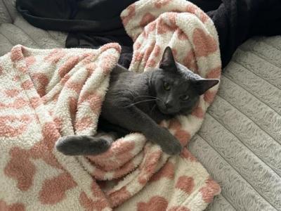 Roscoe - Russian Blue - Gallery Photo #1