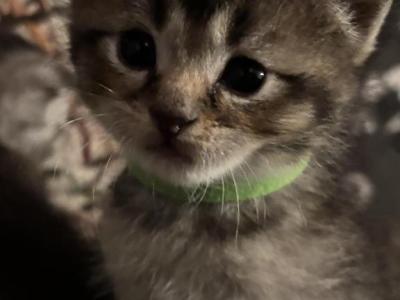 Green Collar Gasabi Boy - Scottish Fold - Gallery Photo #1