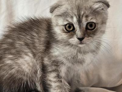 Tammy Scottish Fold - Scottish Fold - Gallery Photo #1