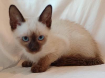 Sammy Seal  Point Siamese - Siamese - Gallery Photo #1