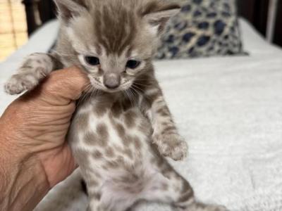 Gorgeous Snow Mink Girl - Bengal - Gallery Photo #1